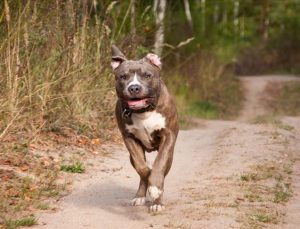 Yargıtay’dan ‘pitbull saldırısı’ kararı