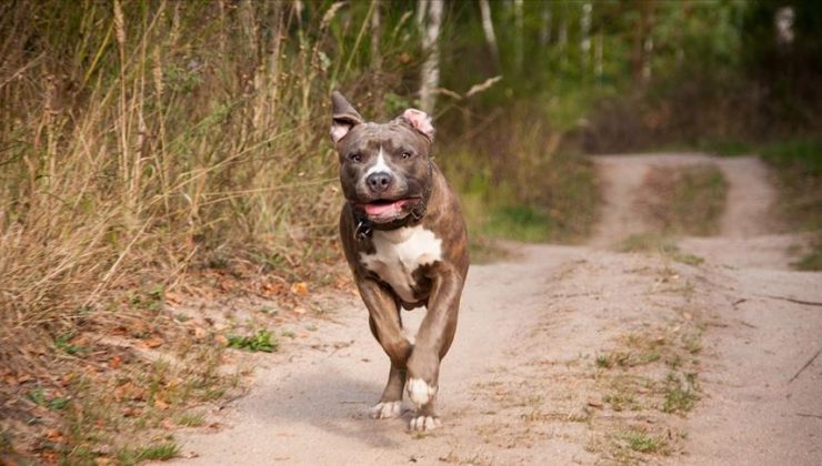 Yargıtay’dan ‘pitbull saldırısı’ kararı