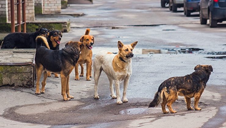 Sokak hayvanları için 81 ile genelge gönderildi! Dikkat çeken Pitbull detayı