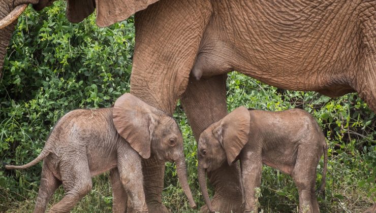 Kenya’da bir fil ikiz doğurdu