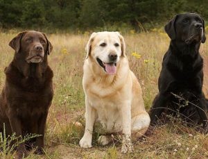 Kovid-19 avcısı köpekler Boston okullarında iş başında