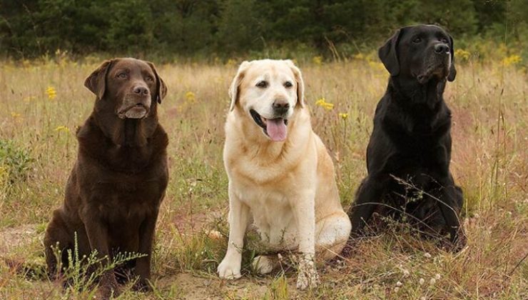 Kovid-19 avcısı köpekler Boston okullarında iş başında