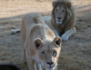 Güney Afrika’da aslan ve pumalara bakıcılarından Kovid-19 bulaştı