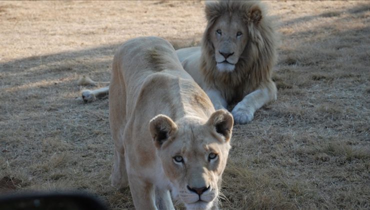 Güney Afrika’da aslan ve pumalara bakıcılarından Kovid-19 bulaştı