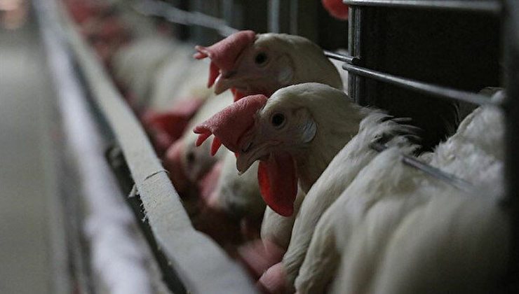Bulgaristan’da kuş gribi paniği: 39 bin tavuk itlaf edilecek