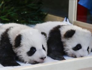 Tokyo’da doğan ikiz dev panda yavruları halkla buluştu