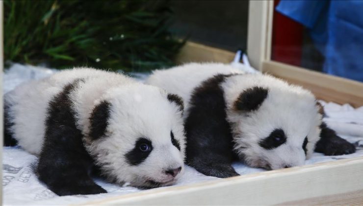 Tokyo’da doğan ikiz dev panda yavruları halkla buluştu