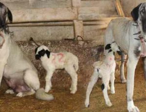 Hayret! “Kangal köpeği yavru kuzuyu emziriyor”