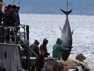 Tokyo’da orkinos balığı 145 bin dolara satıldı