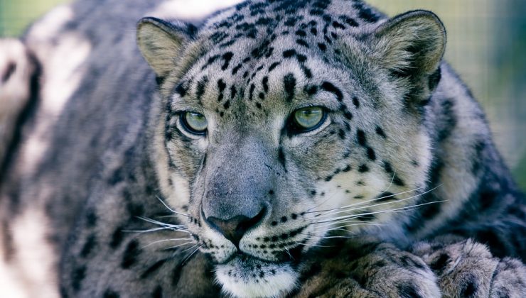 Polonya’da kar leoparı koronavirüsten öldü: “İnsanlardan kapmış olabilir”