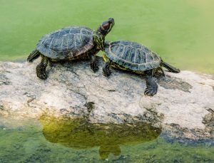 Sarp Sınır Kapısı’nda 5 bin su kaplumbağası ele geçirildi
