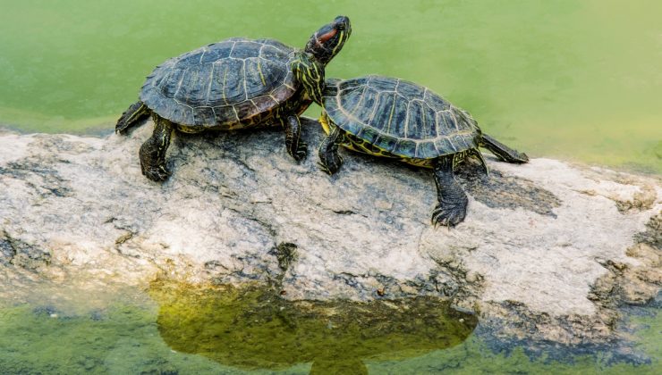 Sarp Sınır Kapısı’nda 5 bin su kaplumbağası ele geçirildi