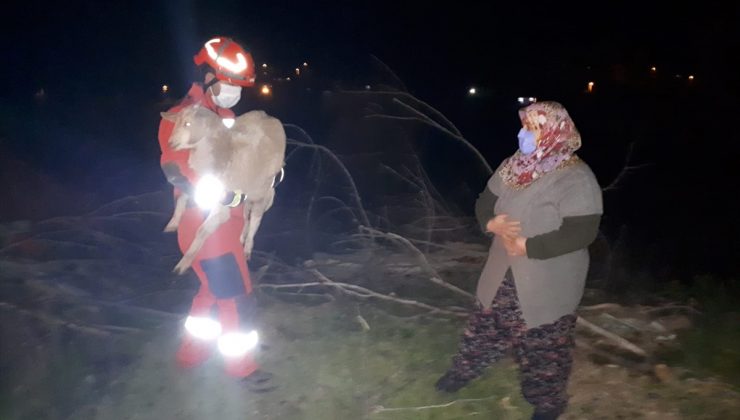 Beton büzün içinde sıkışan keçi kurtarıldı