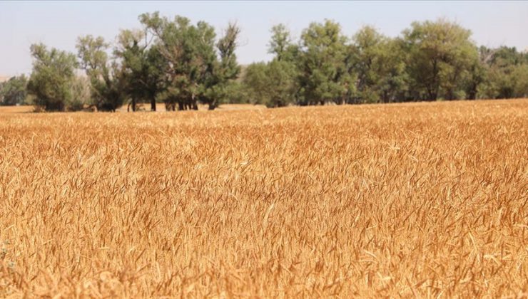 Buğday fiyatları, Ukrayna’nın işgaliyle 9,5 yılın zirvesine yükseldi