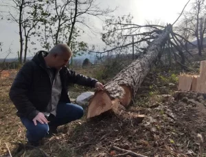 Milli Emlak’tan kiralanan ormanda ağaç katliamı