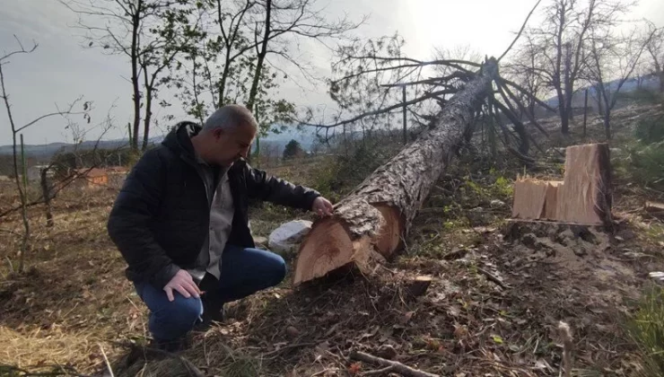 Milli Emlak’tan kiralanan ormanda ağaç katliamı