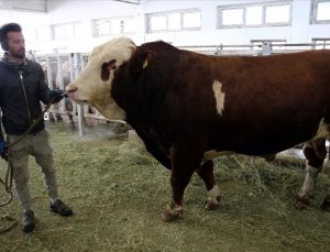 Damızlık boğa ‘Milky’nin spermalarından 1,25 milyon liralık gelir