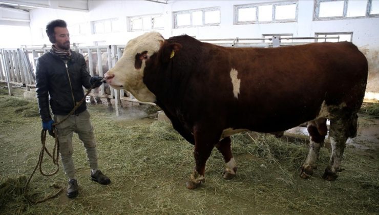 Damızlık boğa ‘Milky’nin spermalarından 1,25 milyon liralık gelir