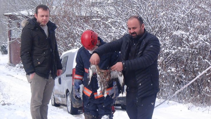 Sakarya’da yaralı atmaca kurtarıldı