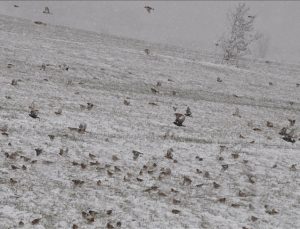 Göçmen kuşlar kar engeline takıldı