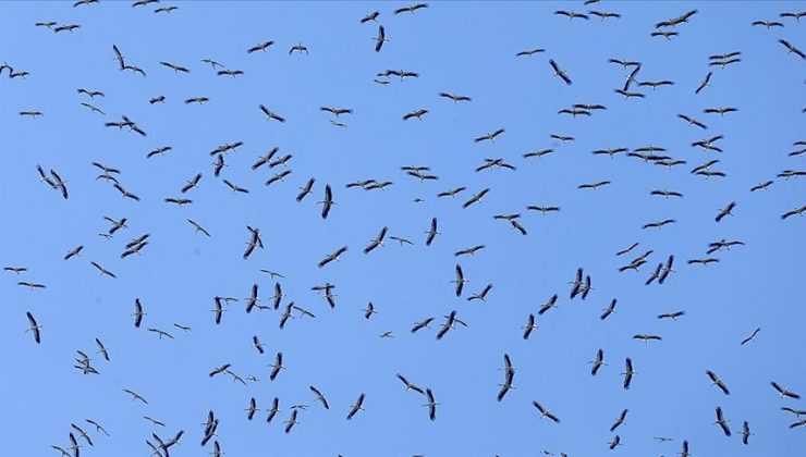 İstanbul’da mola veren leylekler için yem dağıtıldı