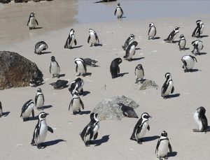 Afrika penguenlerinin soyu yakında tükenebilir