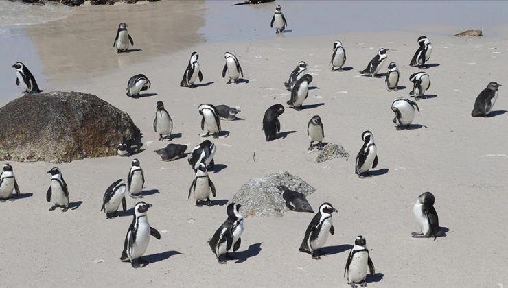 Afrika penguenlerinin soyu yakında tükenebilir