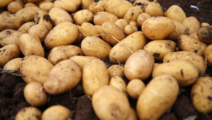 “26 ilde patatesle ilgili karantina uygulanıyor”