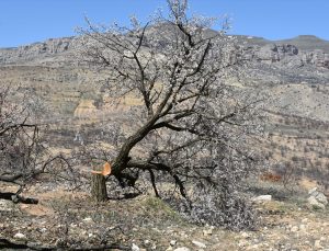 Malatya’da kayısı ağacı katliamı!