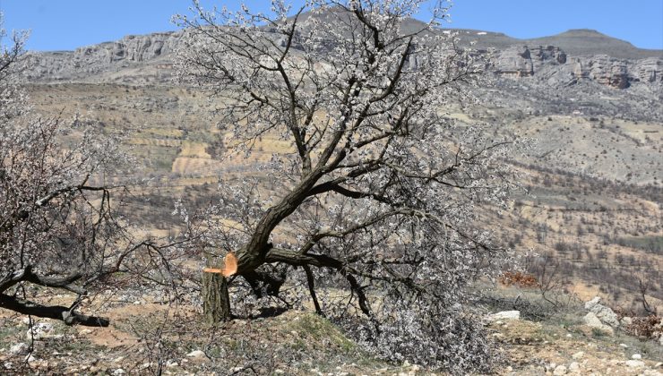 Malatya’da kayısı ağacı katliamı!