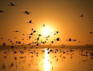 Küresel ısınma kuşların göç rotalarını değiştiriyor