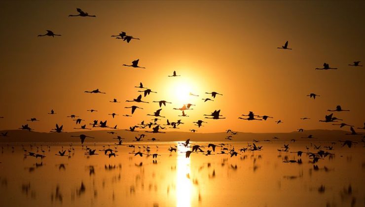 Küresel ısınma kuşların göç rotalarını değiştiriyor