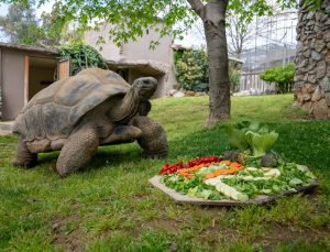 Kaplumbağa “Tuki” 102 yaşına girdi