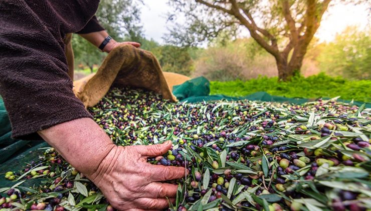 116 ülkeye 175 milyon dolarlık zeytin ihracatı