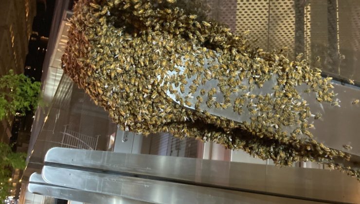 8 bin arı ABD Dünya Ticaret Merkezi’ni sardı