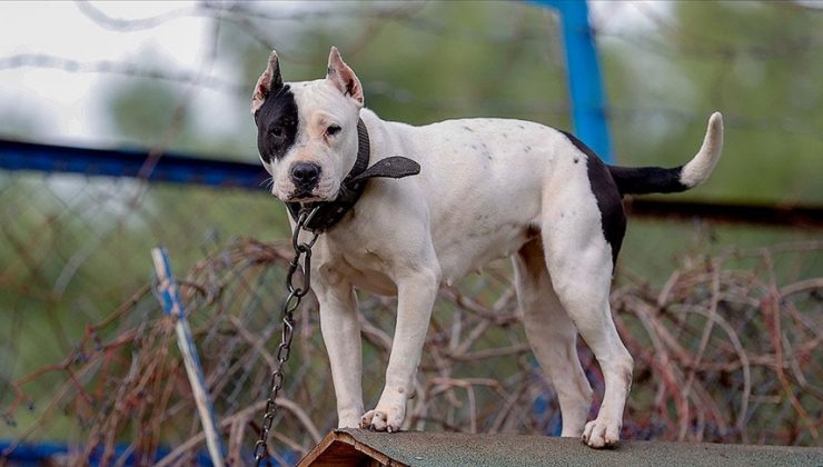 Danıştay’dan ‘Dogo Argentino’ kararı