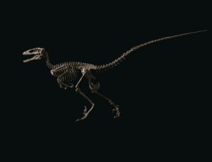 “The Raptor” 12,4 milyon dolara satıldı