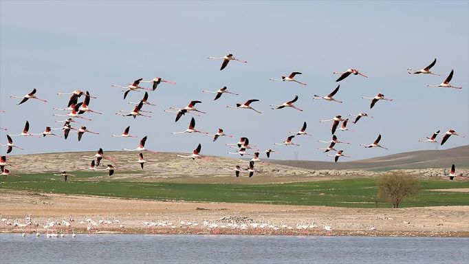 Tuz Gölü’nde flamingo sayısı arttı