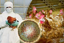 Japonya’da 10 milyon tavuk salgın nedeniyle  itlaf edildi