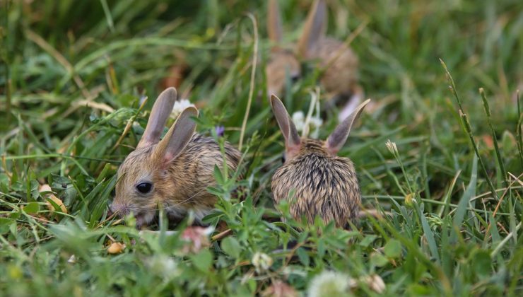 Kırmızı listede yer alıyor: Van’da bitkin halde bulunan Arap tavşanları özel bakıma alındı