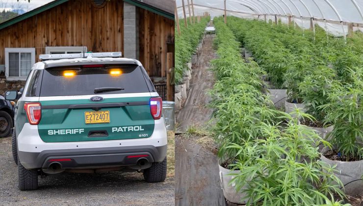 Oregon’da binlerce marihuana bitkisi ele geçirildi