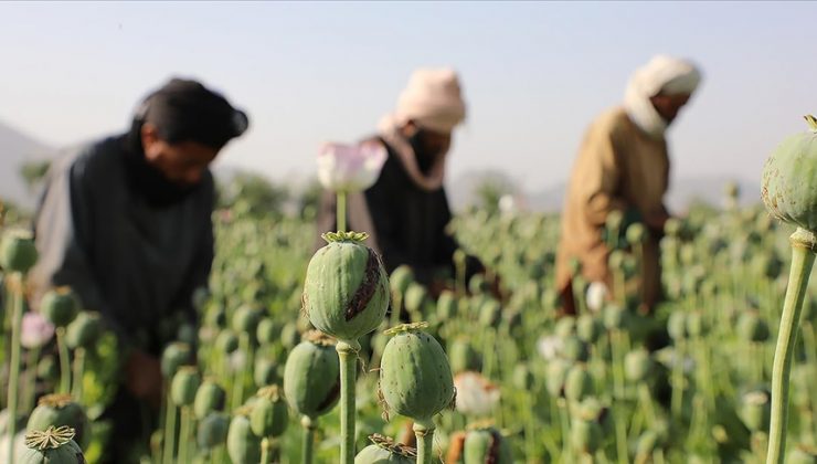Taliban: Haşhaş tarlalarını yok edeceğiz