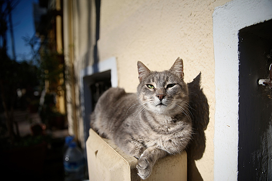 Polonya’da 29 kedi kuş gribi oldu: Temaslılar gözetim altına alındı