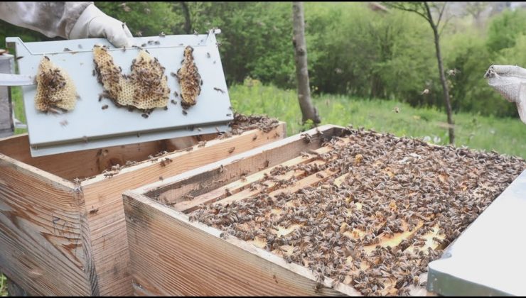 Avustralya’da arılar kovanlara kapatıldı