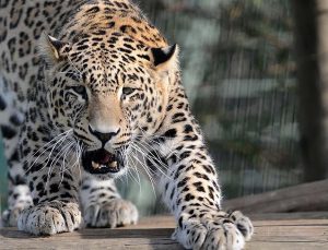 Keşmir’de leopar saldırısı: 3 çocuk öldü