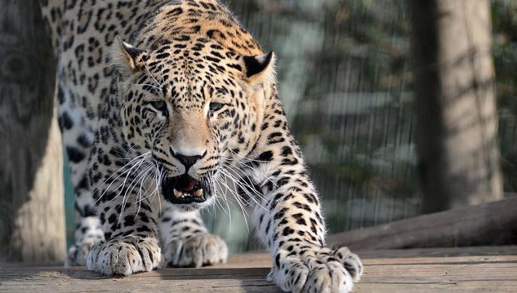 Keşmir’de leopar saldırısı: 3 çocuk öldü