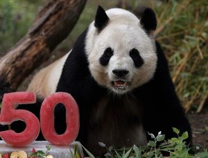 Madrid Hayvanat Bahçesi’nin 50. yılında ‘baba panda’ya pasta ikramı