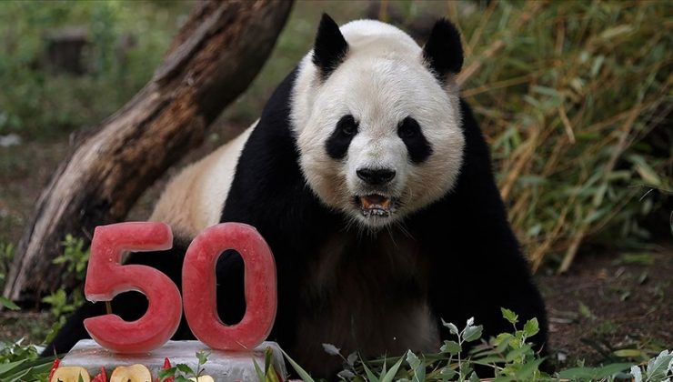 Madrid Hayvanat Bahçesi’nin 50. yılında ‘baba panda’ya pasta ikramı
