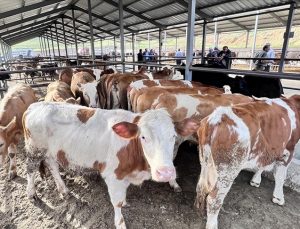 TZOB, ortalama kurbanlık fiyatlarını açıkladı