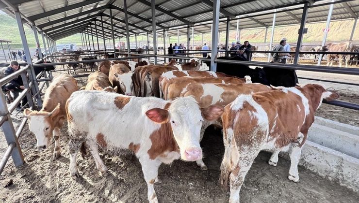 TZOB, ortalama kurbanlık fiyatlarını açıkladı